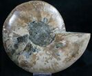 Split Ammonite Half - Agatized Chambers #7806-3